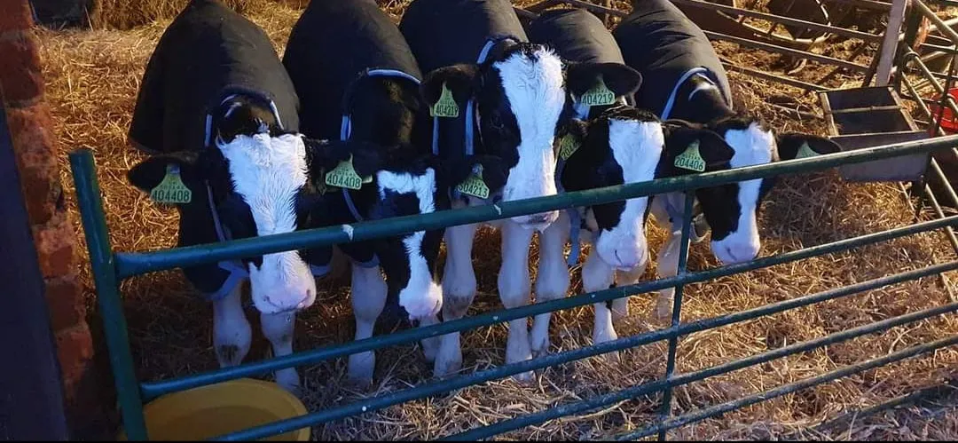 200g Fill Calf Jackets 600 Denier Oxford Ripstop Showerproof