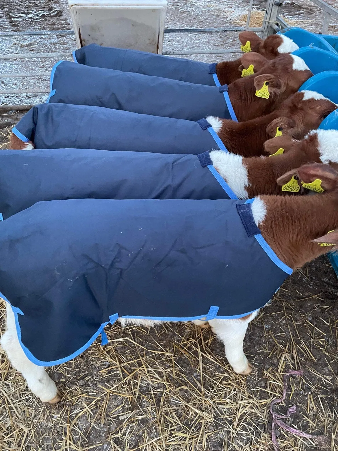 200g Fill Calf Jackets 600 Denier Oxford Ripstop Showerproof